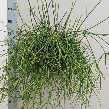 Rhipsalis baccifera mauritiana