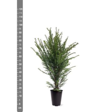 Taxus baccata