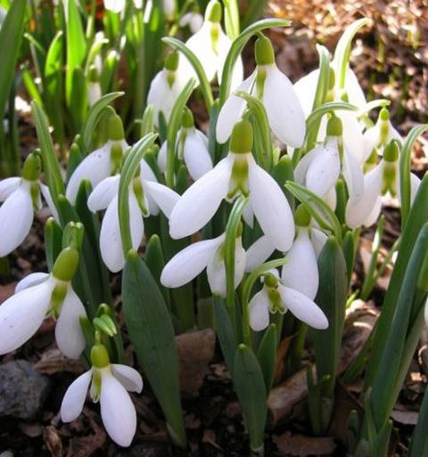 Galanthus elwesii