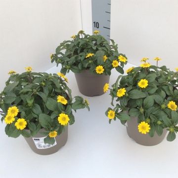 Sanvitalia procumbens