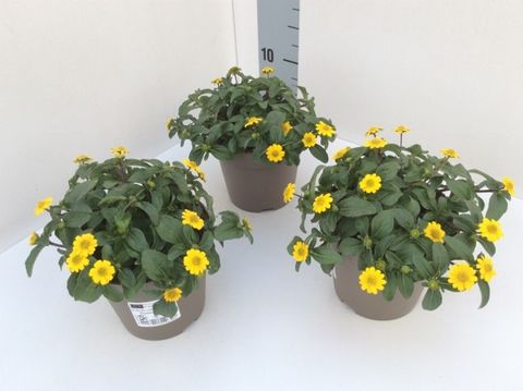 Sanvitalia procumbens