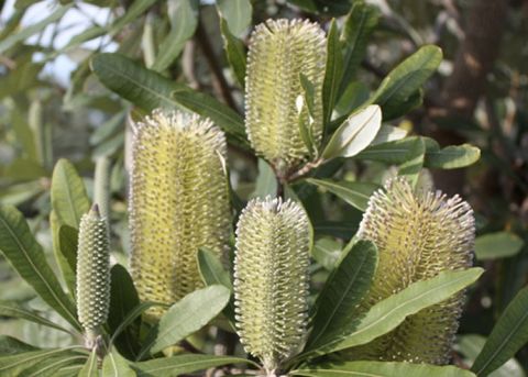 Banksia integrifolia