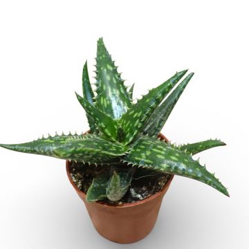 Aloe jucunda