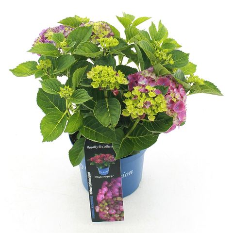 Hydrangea macrophylla 'Ningbo'