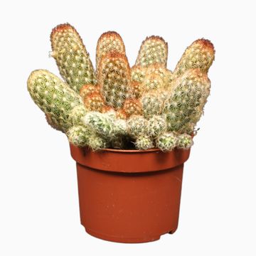 Mammillaria elongata