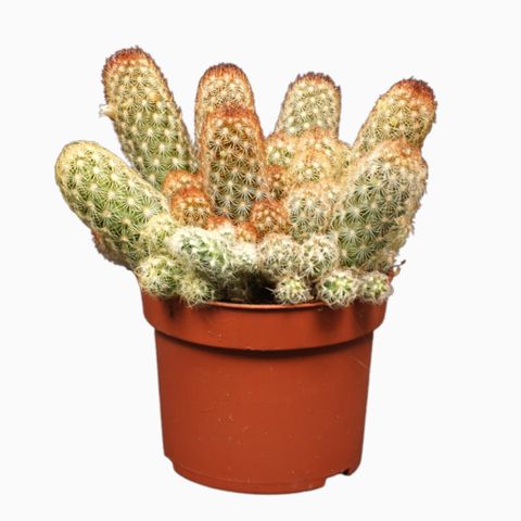 Mammillaria elongata