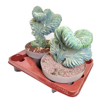 Myrtillocactus geometrizans cristata