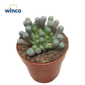 Fenestraria aurantiaca