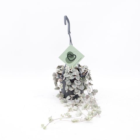 Ceropegia woodii 'Variegata'