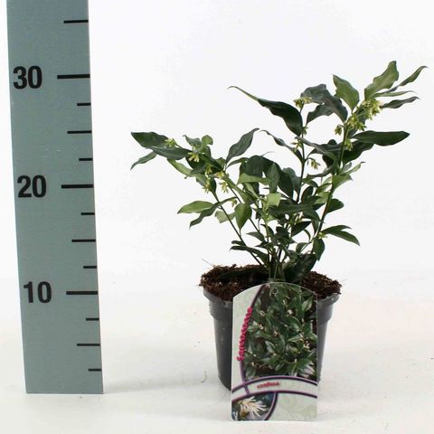 Sarcococca confusa