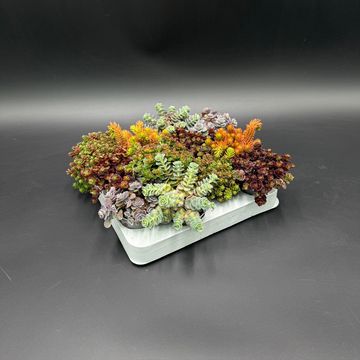 Sedum MIX