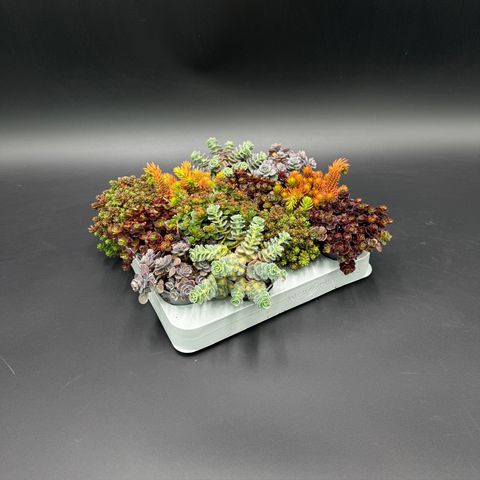 Sedum MIX