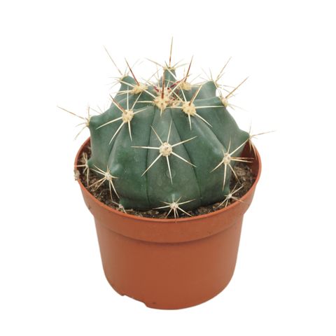 Ferocactus pottsi alamosanus