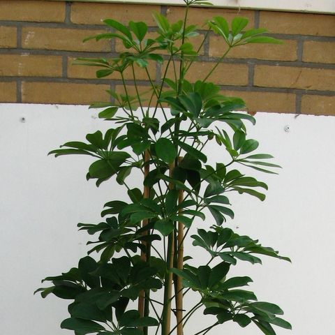 Schefflera arboricola 'Compacta' (Snoeker)