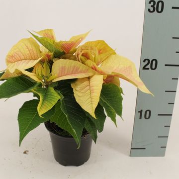 Euphorbia pulcherrima CHRISTMAS FEELINGS MARBLE