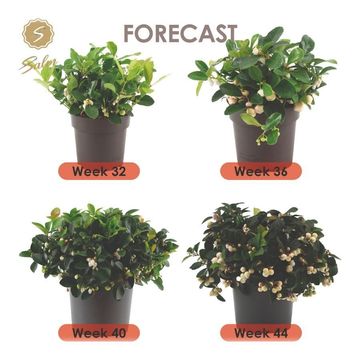 Gaultheria procumbens CIAO BELLA WHITE