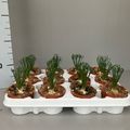 Albuca spiralis