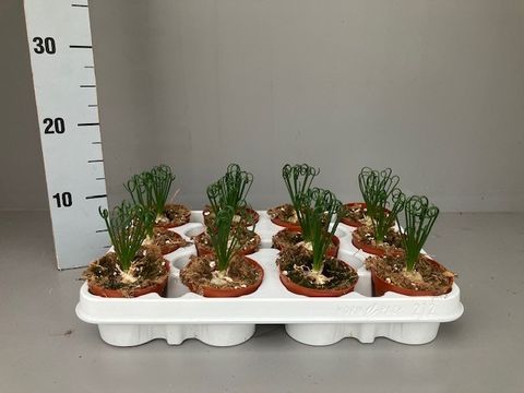 Albuca spiralis