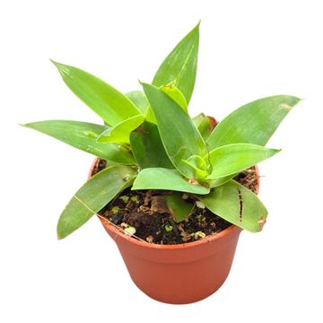 Agave attenuata