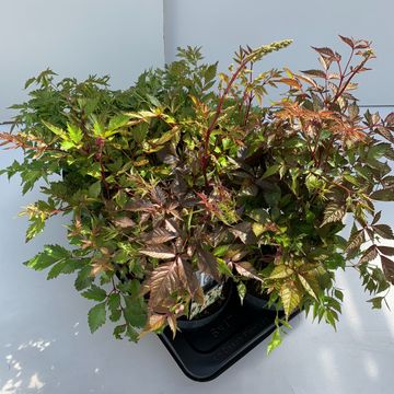 Astilbe ASTARY MIX