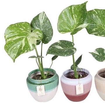 Monstera 'Thai Constellation'