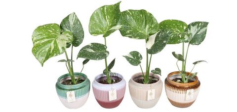 Monstera 'Thai Constellation'