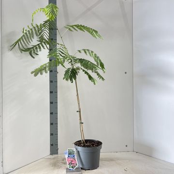 Albizia julibrissin OMBRELLA