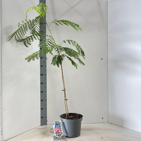 Albizia julibrissin OMBRELLA