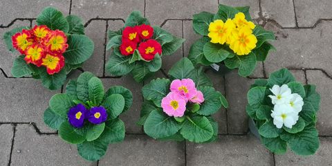 Primula vulgaris MIX