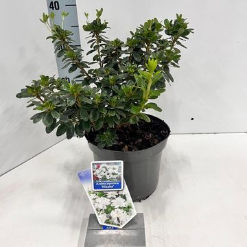 Rhododendron 'Hisako'