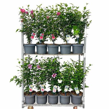 Hibiscus syriacus FLOWER TOWER MIX