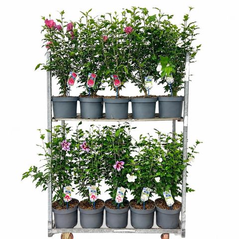 Hibiscus syriacus FLOWER TOWER MIX
