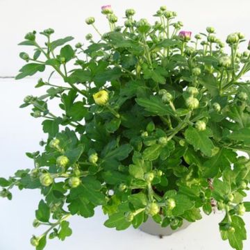 Chrysanthemum GIGI MIX IN POT