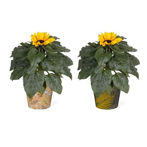 Helianthus annuus 'Sunsation'