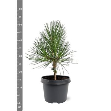 Pinus ponderosa
