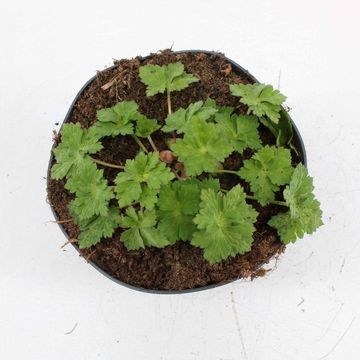 Geranium ROZANNE