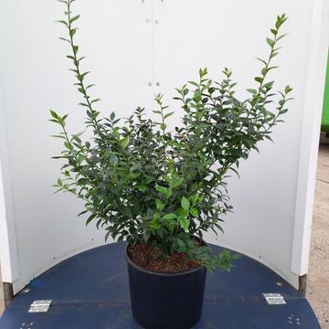 Sarcococca ruscifolia