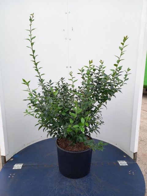 Sarcococca ruscifolia