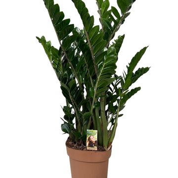 Zamioculcas zamiifolia