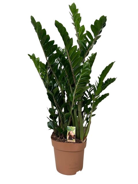 Zamioculcas zamiifolia