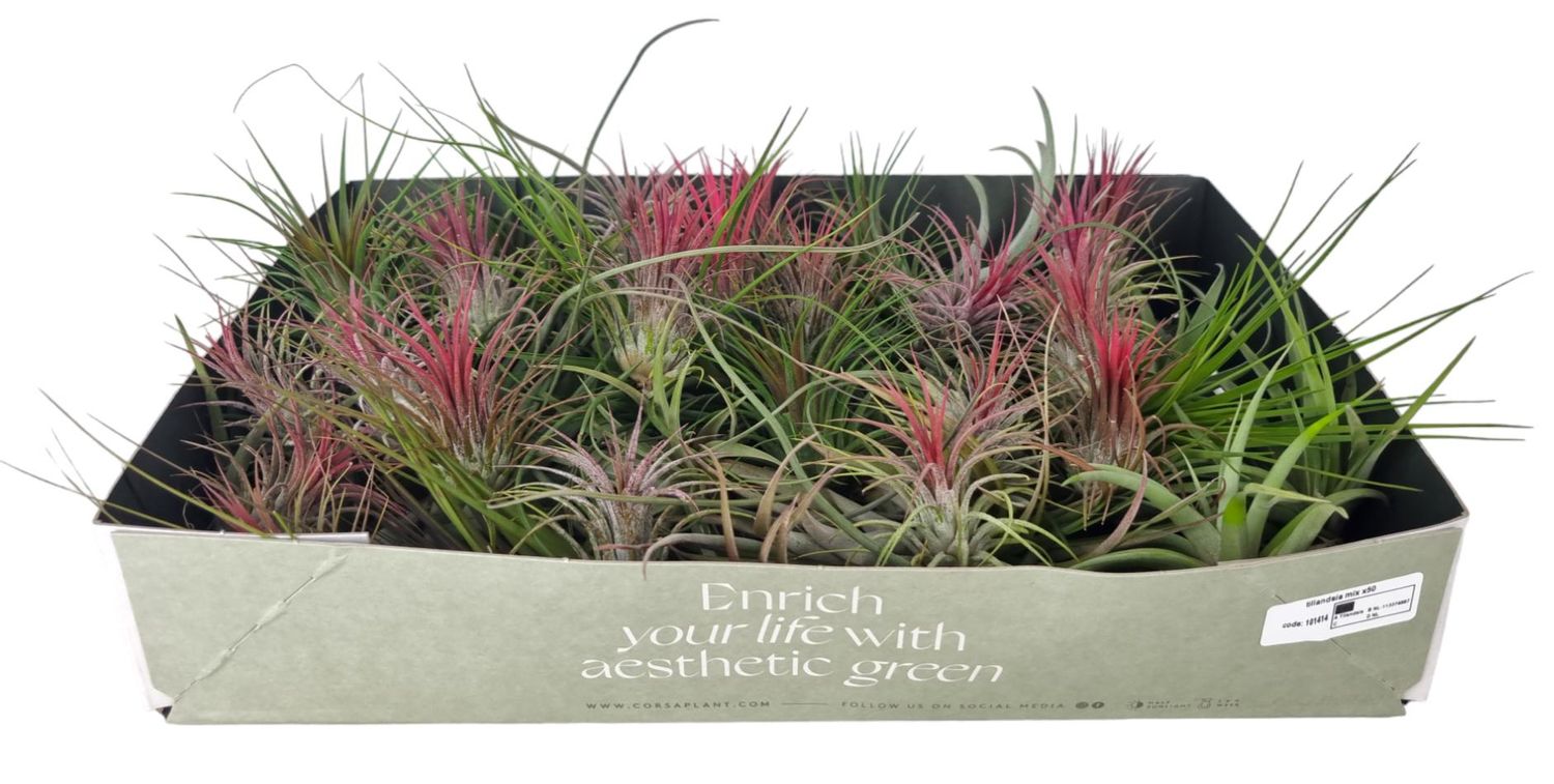 Tillandsia 5点セット　折※師様用 Tillandsia MIX — Plant Wholesale FlorAccess