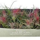 Tillandsia MIX