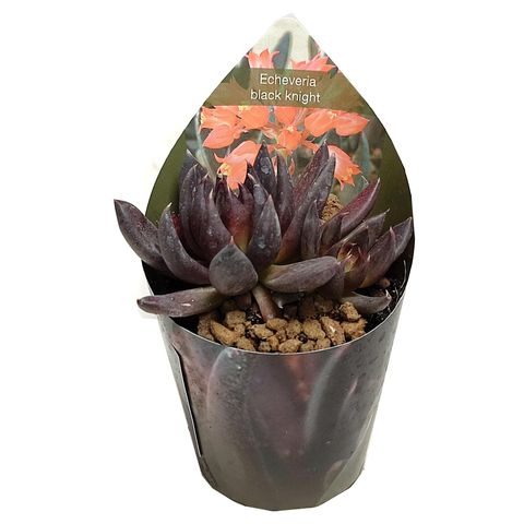Echeveria 'Black Knight'