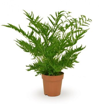 Pteris straminea