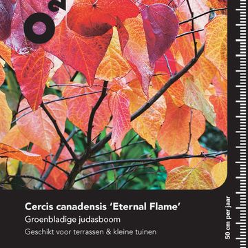 Cercis canadensis 'Eternal Flame'