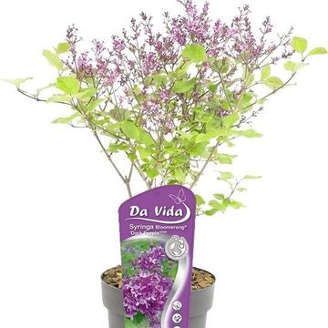 Syringa BLOOMERANG DARK PURPLE