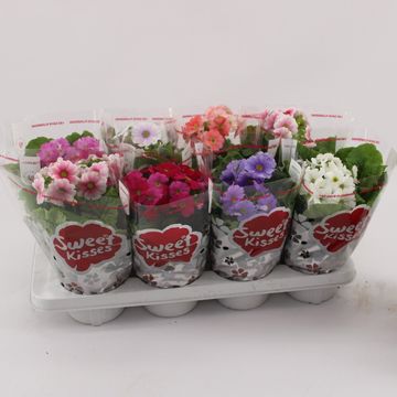 Primula obconica SWEET KISSES MIX