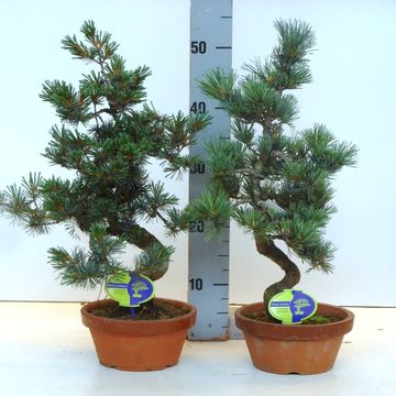 Pinus parviflora pentaphylla