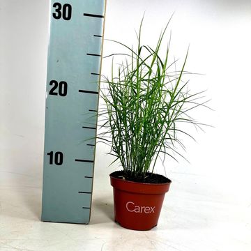 Carex muskingumensis 'Little Midge'