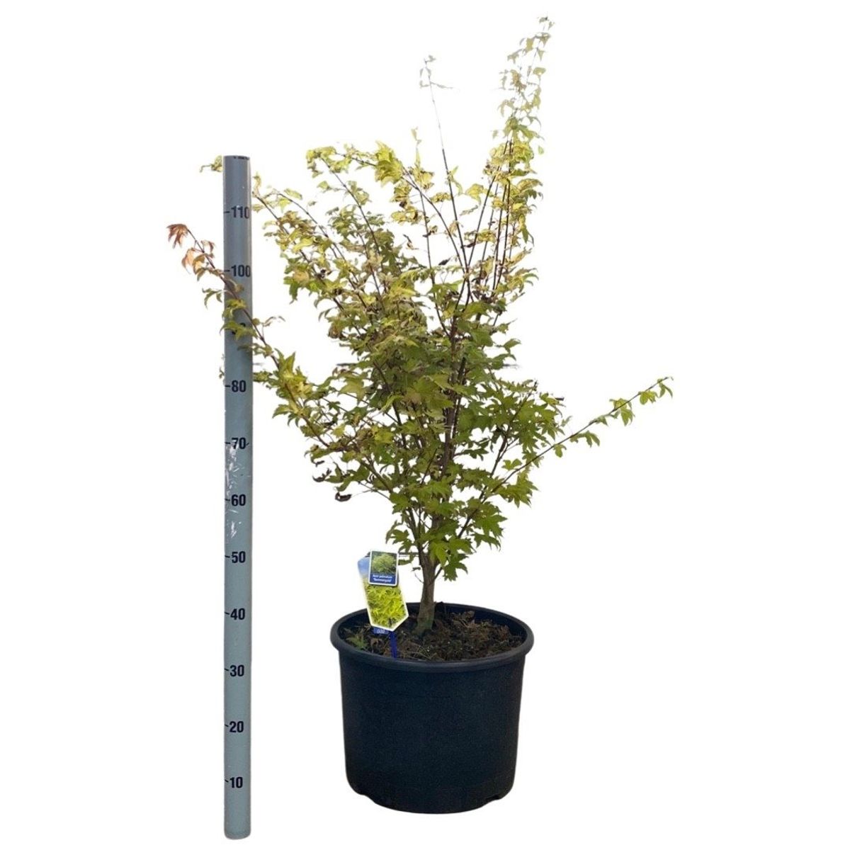 Acer palmatum 'Summer Gold' — Plant Wholesale FlorAccess